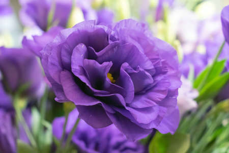 Beautiful Flower of Eustoma or Lisianthus