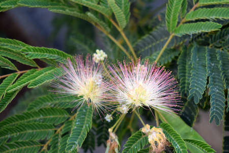 Albizia Julibrissin On The Background Of Green Leaves
