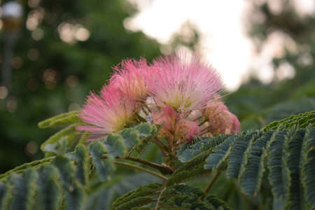 Albizia Julibrissin On The Background Of Sky And Green Leavesの写真素材