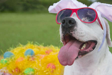 A dog wearing pink sunglasses with bunny ears and surrounded by easter eggs in plastic grass.の写真素材