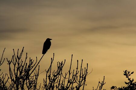 silhouette of a crow resting in a tree.の写真素材