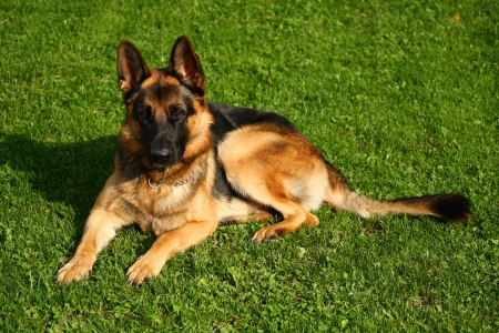 German shepherd dogの写真素材