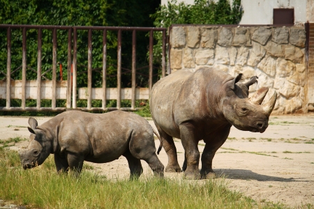 Rhinocerosの写真素材