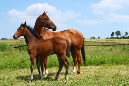 Horse with foalの写真素材