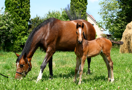 A foal and a mare on a pasture in summerの写真素材