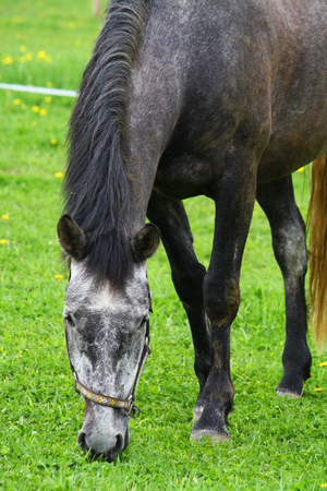 Horse mare on a summer pasture, horse grazingの写真素材