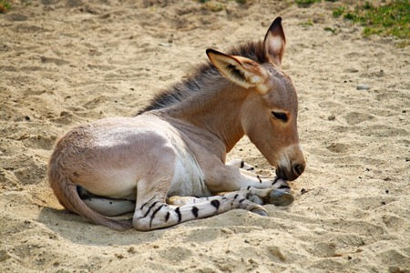 Donkey foal lying on the sand, little horse babyの写真素材