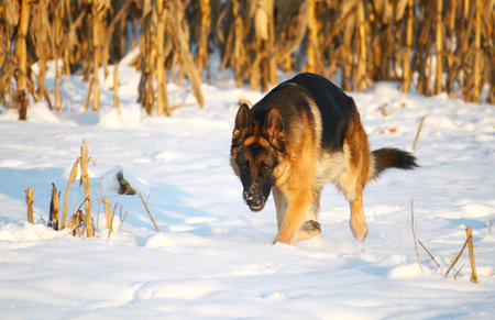 German shepherd dog running in snow, corn field in backgroundの写真素材