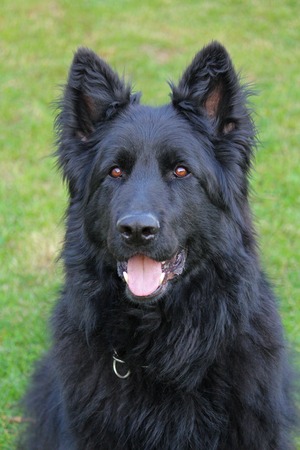 Whole black long haired German Shepard dog in the gardenの写真素材