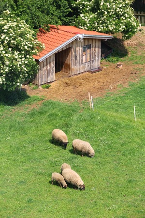 several sheep pasture with a wooden houseの写真素材