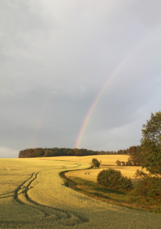 Rainbow over a field of wheat, dark skyの写真素材