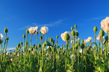 Detail of flowering opium poppy in Latin papaver somniferum, poppy fieldの写真素材