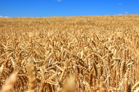 wheat field at noon light, blue sky in backgroundの写真素材