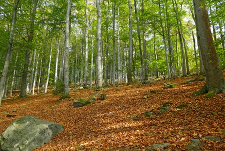 Beech forest in memorial hill Blanik, Czech republic, Europeの写真素材
