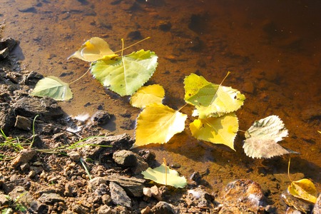 Autumn Background Season, several fallen leaves floating on waterの写真素材