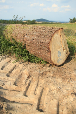 Spruce tree trunk recently cut, piled and lined a path with hill in backgroundの写真素材