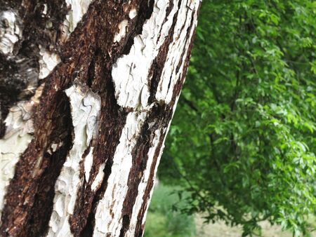 The trunk and foliage of an old tree birchの写真素材