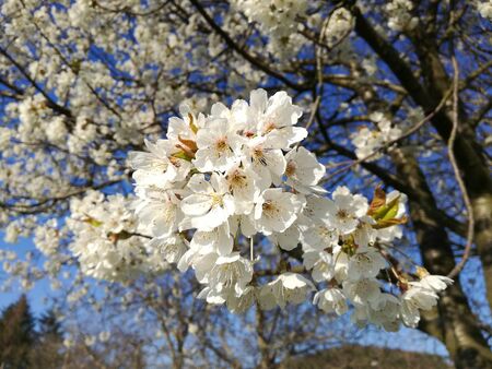 White Apple blossoms. Beautiful flowering apple trees.の写真素材