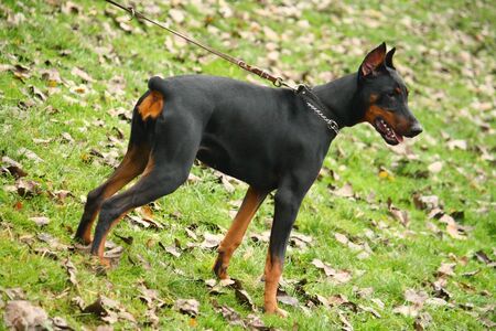 Doberman Pinscher on the background of autumn gardenの写真素材