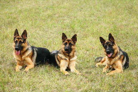 portrait of three german shepherd dogs on green grassの写真素材