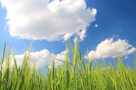 Green wheat field and blue cloudy skyの写真素材