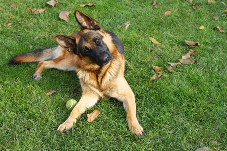 portrait of german shepherd dog on green grassの写真素材