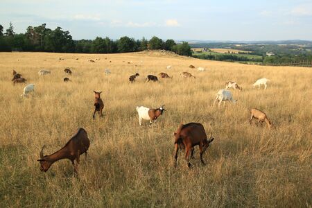 Grazing herd of goats in the fields, dry grassの写真素材