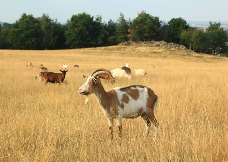 Grazing herd of goats in the fields, dry grassの写真素材