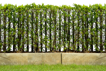 hedge are grown in cement pot as a fence, along with grass field with clipping pathの写真素材