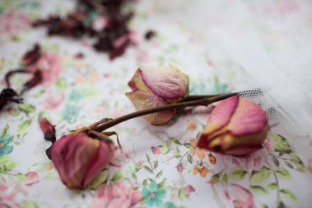 dry pink roses are on the tableの写真素材