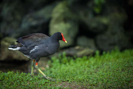 A black bird with a red beak walks in the park by the pondの写真素材