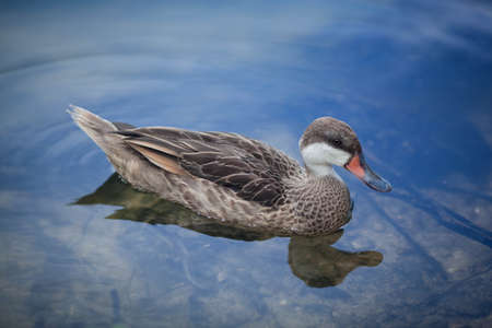 Beautiful duck swims in the water, close-upの写真素材