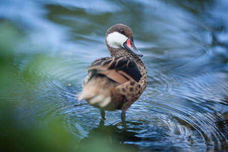 Beautiful duck swims in the water, close-upの写真素材