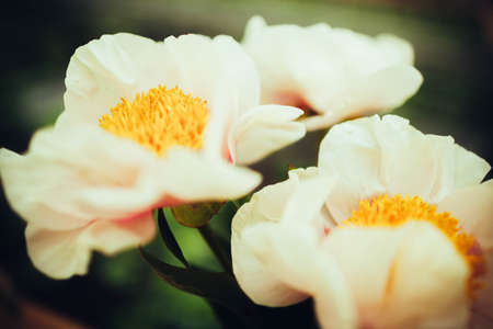 a beautiful bouquet of white peonies