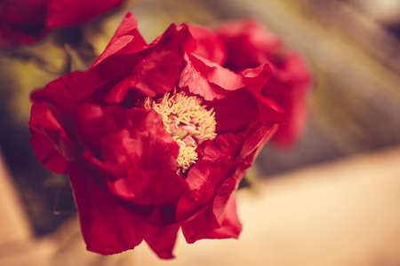 beautiful pink flower on a green backgroundの写真素材
