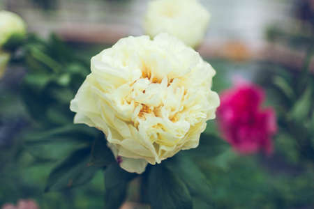 white peonies on a brown backgroundの写真素材