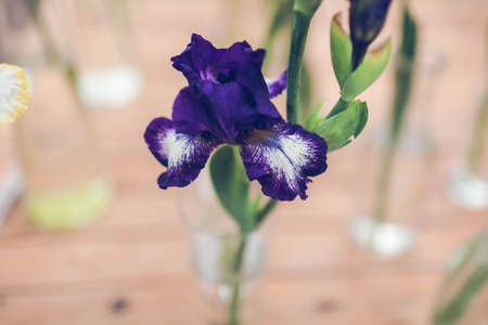beautiful flower iris purple closeup