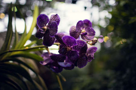 beautiful pink flower on a green backgroundの写真素材