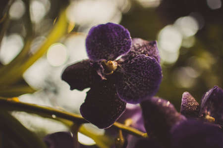 beautiful pink flower on a green backgroundの写真素材