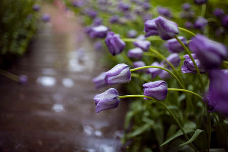 bright purple tulips growing along the path