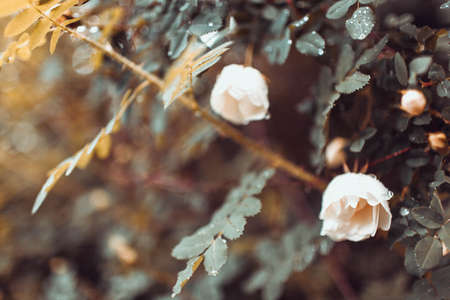 little cute white roses on the bushesの写真素材