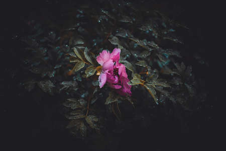 beautiful pink flower on a green backgroundの写真素材