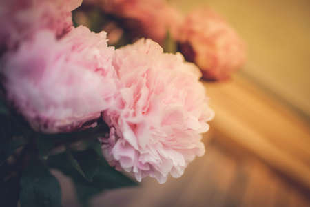 beautiful pink flower on a green backgroundの写真素材