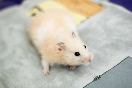 Sweety black-eyed hamster playsの写真素材