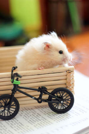 Sweety black-eyed hamster playsの写真素材