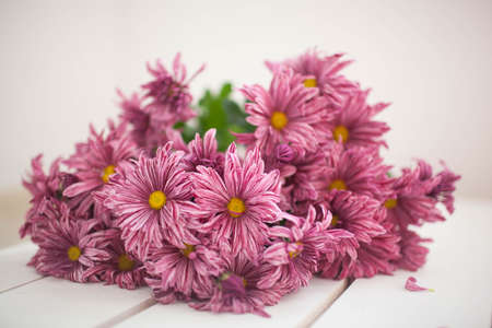 Chrysanthemum flowers as a background close up.Pinkの写真素材