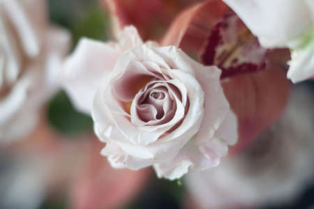 rose pastel color close-upの写真素材