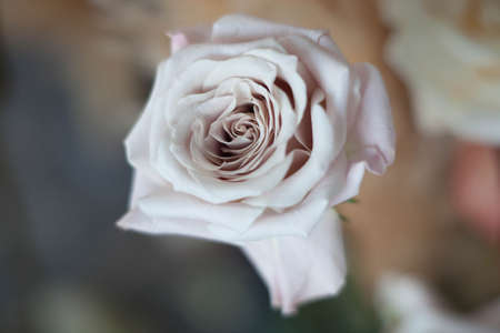 rose pastel color close-upの写真素材