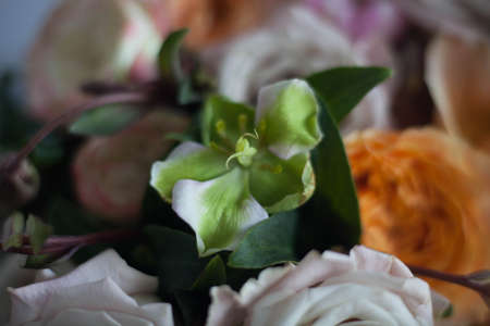 Unfocused blur rose petals, abstract romance background, pastel and soft flower cardの写真素材