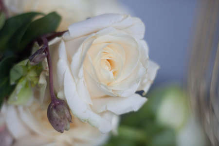 Unfocused blur rose petals, abstract romance background, pastel and soft flower cardの写真素材